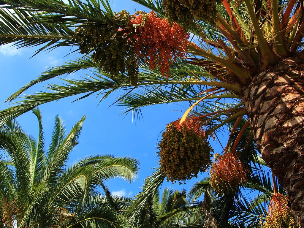 Finca Hotel Rural Predio Son Serra Can Picafort  Buitenkant foto